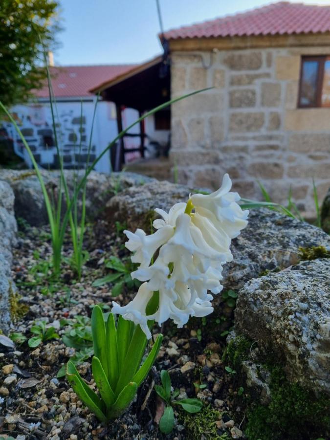 Willa Casa Da Relva Inspirada Em Harry Potter Lamego Zewnętrze zdjęcie